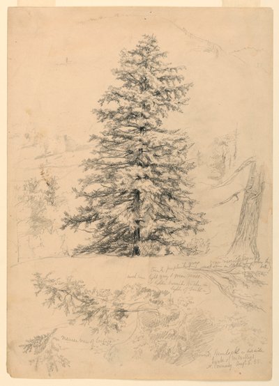 رسم، دراسة لشجرة هيملوك، نورث كونواي، نيو هامبشاير، 6 أغسطس 1855 بواسطة دانييل هنتنغتون