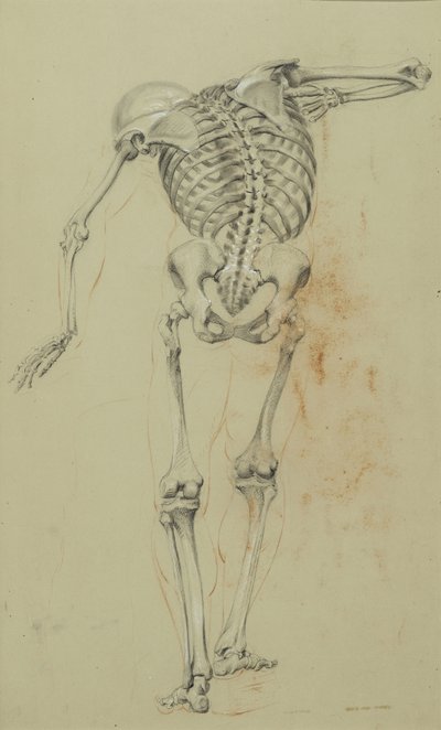 دراسة الهيكل العظمي ، c.1848 (طباشير وتلوين على ورق تان مركب على ورق مقوى) بواسطة دانييل هنتنغتون