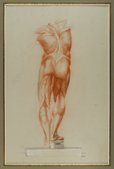 Écorché (دراسة الشكل للعضلات) ، c.1848 (الطباشير والجرافيت على الورق) بواسطة دانييل هنتنغتون