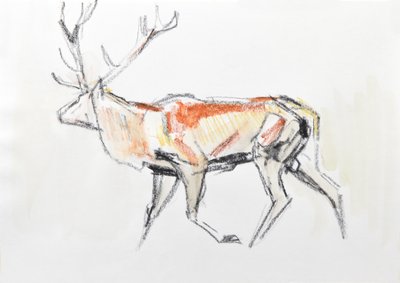 Red Deer Stag، 2020 (ألوان مائية على ورق) بواسطة ديفيد ماير