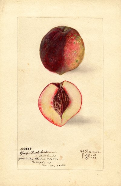 نكتارين الخوخ الرياضي (Prunus persica) (بالألوان المائية) بواسطة ديبورا جريسكوم باسمور