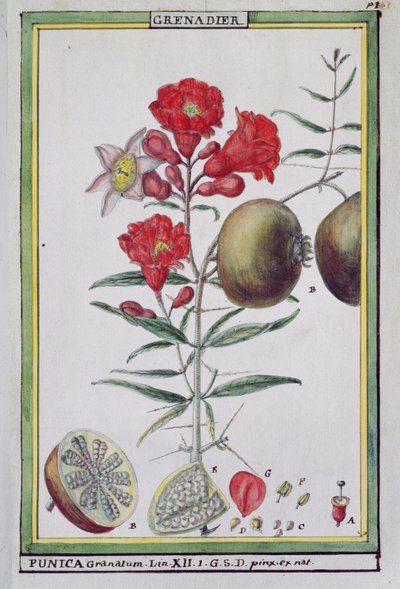 شجرة الرمان ، من Florindie أو التاريخ الفيزيائي الاقتصادي للنباتات الساخنة ، 1789 بواسطة Delahaye