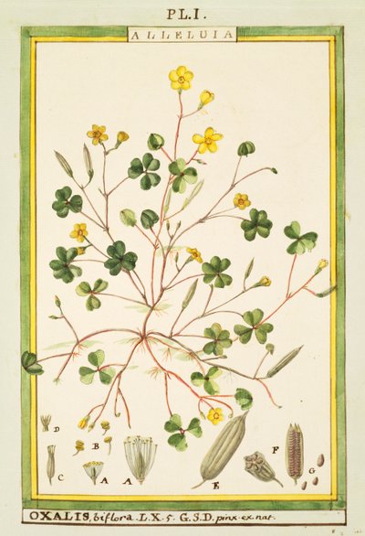 حوذان برمودا (Oxalis biflora أو pes-caprae) ، ألوان مائية بواسطة Delahaye بواسطة ديلاهاي ديلاهاي