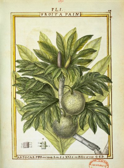 بريدفروت (Artocarpus altilis) ، ألوان مائية من Delahaye بواسطة ديلاهاي ديلاهاي