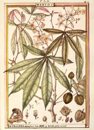 Cassava (Jatropha manihot), by Delahaye, watercolour بواسطة ديلاهاي ديلاهاي