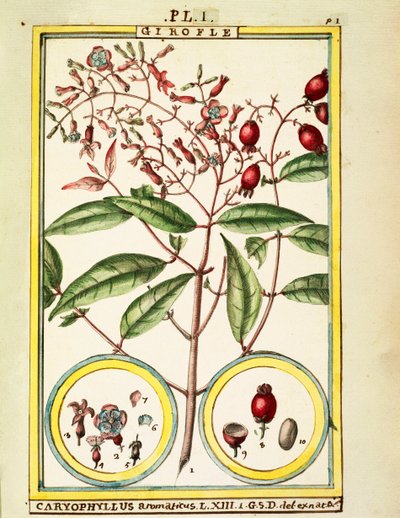 القرنفل (Caryophyllus Aromaticus) ، ألوان مائية من Delahaye بواسطة ديلاهاي ديلاهاي