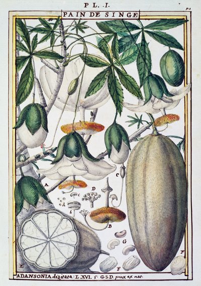 ثمار وأزهار شجرة الباوباب (Adansonia digitata) بواسطة Delahaye ، من Florindie ou Historie physico-Economics des Vegetaux de la Torride بواسطة ديلاهاي ديلاهاي