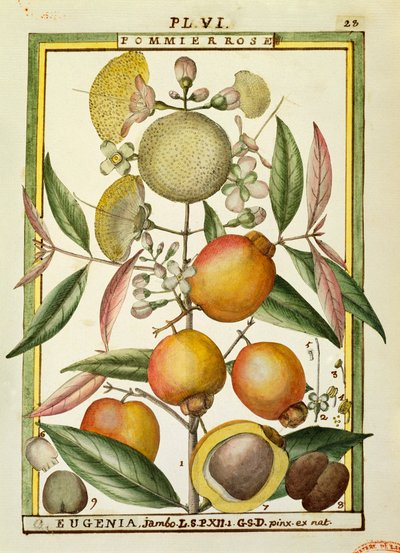 Malabar Plum or Rose apple (Eugenia Jambos or Syzygium Jambos) ، ألوان مائية من Delahaye بواسطة ديلاهاي ديلاهاي