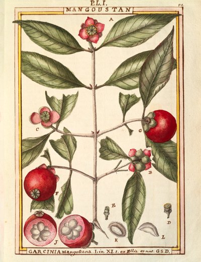 Mangosteen (Garcinia mangostana) ، لوحة مائية من Delahaye بواسطة ديلاهاي ديلاهاي