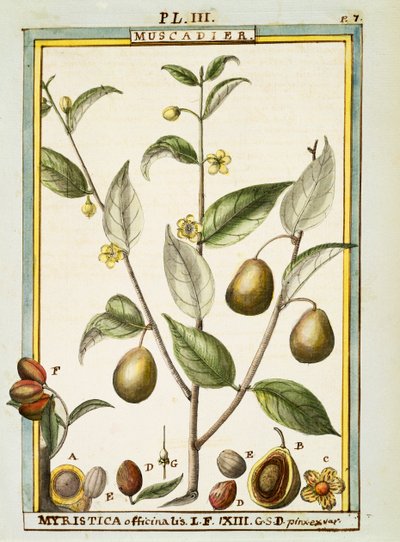 جوزة الطيب (Myristica fragrans أو officinalis) ، ألوان مائية بواسطة Delahaye بواسطة ديلاهاي ديلاهاي