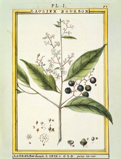 شجرة ريد باي (Laurus borbonia أو Persea carolinensis) ، لوحة مائية من Delahaye بواسطة ديلاهاي ديلاهاي