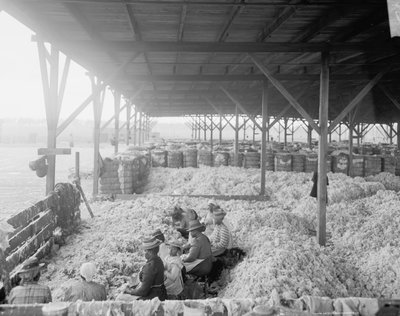 فرز القطن لشركة Atlantic Cotton Compress ، بينساكولا ، فلوريدا بواسطة شركة ديترويت للنشر