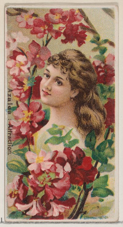 الأزالية: جاذبية ، من سلسلة جمال الأزهار ولغة الزهور رقم 75 لدوق ... ، 1892. بواسطة دونالدسون براذرز
