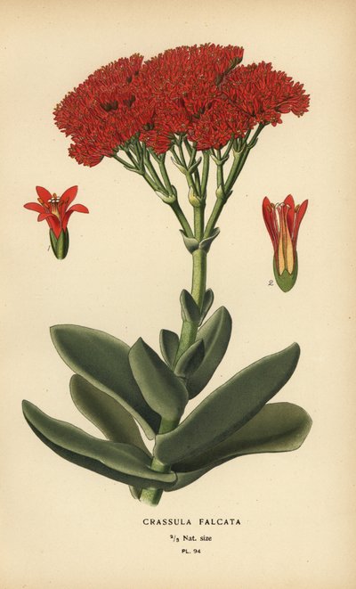 نبات الطائرة ، Crassula perfoliata var. الفك. بواسطة الرغبة جورج جان ماري بوا