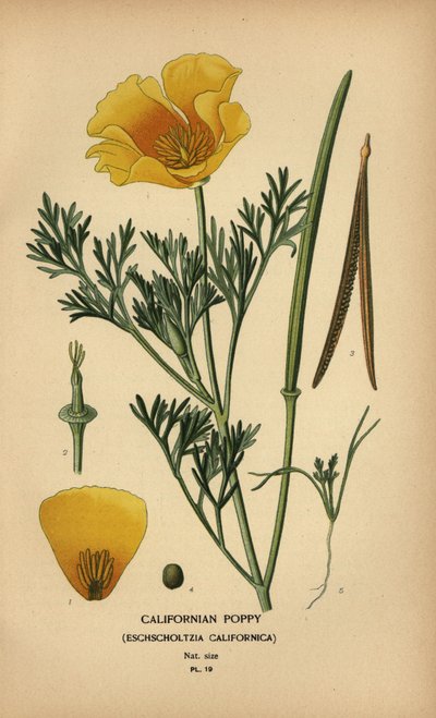 الخشخاش في كاليفورنيا ، Eschscholzia californica بواسطة الرغبة جورج جان ماري بوا