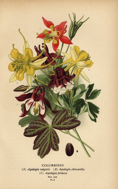 كولومبين ، أنواع Aquilegia. بواسطة الرغبة جورج جان ماري بوا
