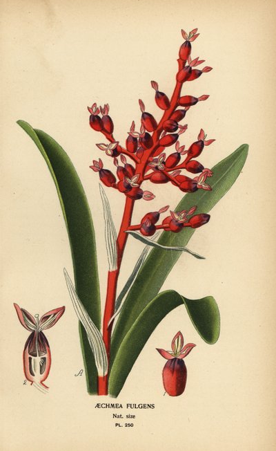كورالبيري ، Aechmea fulgens. الطباعة الحجرية الملونة من رسم توضيحي رسمه Desire Bois من زهور الحدائق والدفيئة المفضلة لإدوارد ستيب ، فريدريك وارن ، لندن بواسطة الرغبة جورج جان ماري بوا