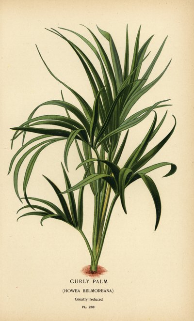 النخيل المجعد ، Howea belmoreana. مُعَرَّض. الطباعة الحجرية الملونة من رسم توضيحي رسمه Desire Bois من زهور الحدائق والدفيئة المفضلة لإدوارد ستيب ، فريدريك وارن ، لندن بواسطة الرغبة جورج جان ماري بوا