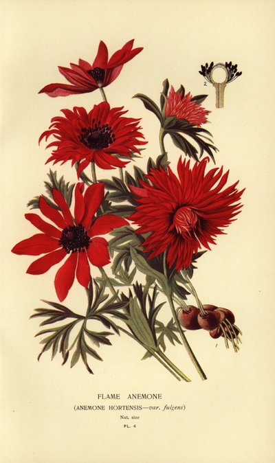 شقائق النعمان ، شقائق النعمان hortensis. بواسطة الرغبة جورج جان ماري بوا
