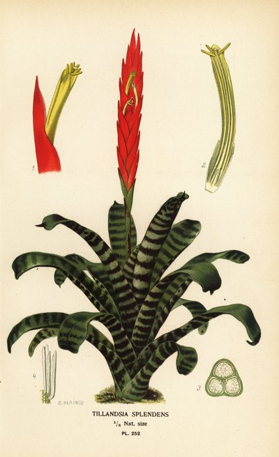 سيف ملتهب ، Vriesea splendens (Tillandsia Splendens). الطباعة الحجرية الملونة من رسم بياني هيرينك من زهور الحدائق والدفيئة المفضلة لإدوارد ستيب ، فريدريك وارن ، لندن بواسطة الرغبة جورج جان ماري بوا