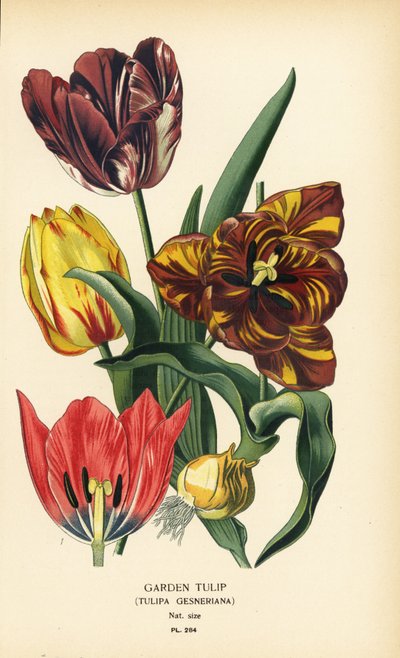 حديقة الخزامى ، Tulipa gesneriana. الطباعة الحجرية الملونة من رسم توضيحي رسمه Desire Bois من زهور الحدائق والدفيئة المفضلة لإدوارد ستيب ، فريدريك وارن ، لندن بواسطة الرغبة جورج جان ماري بوا