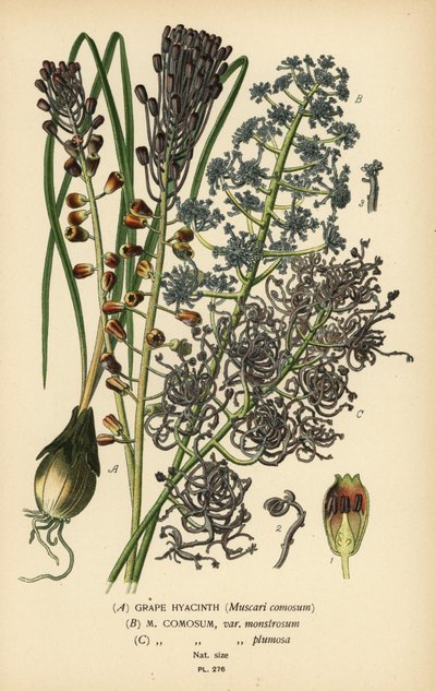 صفير العنب ، Leopoldia comosa (Muscari comosum ، var. monstrosum ، var. plumosa). الطباعة الحجرية الملونة من رسم توضيحي رسمه Desire Bois من زهور الحدائق والدفيئة المفضلة لإدوارد ستيب ، فريدريك وارن ، لندن بواسطة الرغبة جورج جان ماري بوا