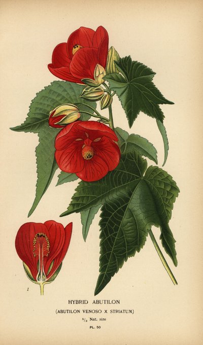 الهجين abutilon ، Abutilon pictum. بواسطة الرغبة جورج جان ماري بوا