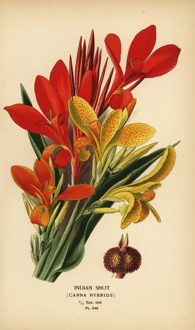 طلقة هندية ، هجينة Canna indica. الطباعة الحجرية الملونة من رسم توضيحي رسمه Desire Bois من زهور الحدائق والدفيئة المفضلة لإدوارد ستيب ، فريدريك وارن ، لندن بواسطة الرغبة جورج جان ماري بوا