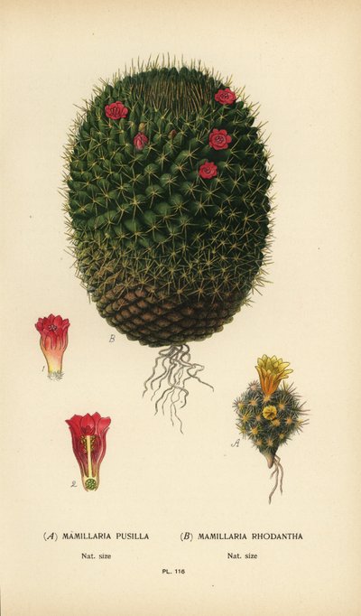 Mammillaria prolifera و Mammillaria rhodantha. بواسطة الرغبة جورج جان ماري بوا