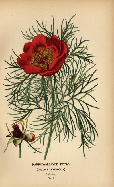 الفاوانيا ضيقة الأوراق ، Paeonia tenuifolia ، بواسطة الرغبة جورج جان ماري بوا