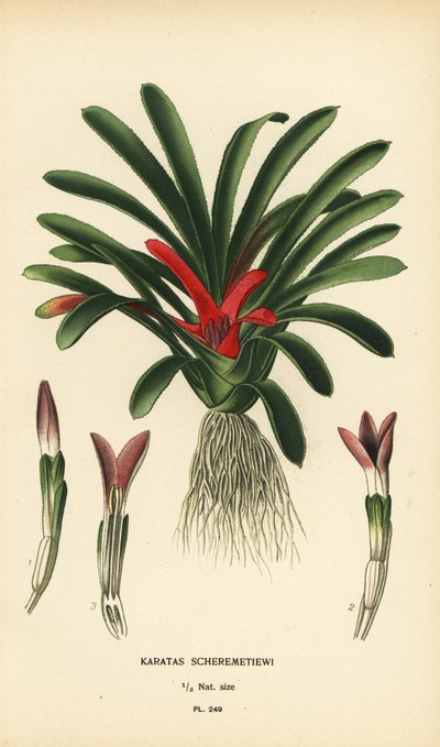 Nidularium scheremetiewii (Karatas scheremetiewi). الطباعة الحجرية الملونة من رسم توضيحي رسمه Desire Bois من زهور الحدائق والدفيئة المفضلة لإدوارد ستيب ، فريدريك وارن ، لندن بواسطة الرغبة جورج جان ماري بوا