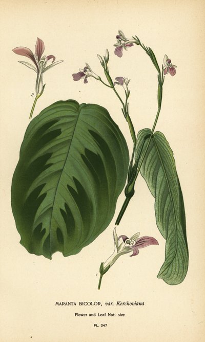 نبات الصلاة ، Maranta leuconeura (Maranta bicolor var. Kerchoviana). الطباعة الحجرية الملونة من رسم توضيحي رسمه Desire Bois من زهور الحدائق والدفيئة المفضلة لإدوارد ستيب ، فريدريك وارن ، لندن بواسطة الرغبة جورج جان ماري بوا