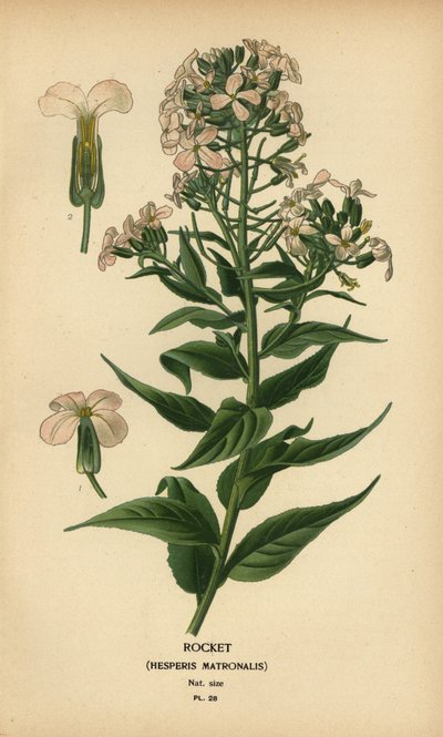 صاروخ ، مربية Hesper. بواسطة الرغبة جورج جان ماري بوا