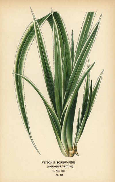 اللولب التاهيتي ، Pandanus tectorius (Veitch