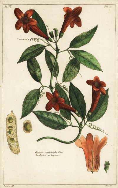 كرمة الثوم، Bignonia Equinoctialis، لين بواسطة دوتشيسن دوتشيسن