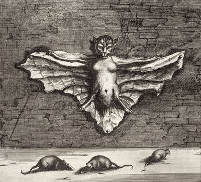 خفاش يعرف باسم القط الطائر ، من الصين رسمه أثناسيوس كيرشر (1601-80) 1667 بواسطة المدرسة الهولندية