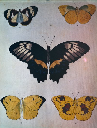 Butterflies بواسطة المدرسة الهولندية