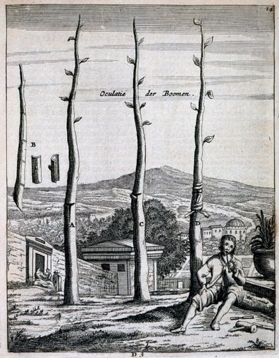 أشجار الفاكهة ، من De Nederlandze Hesperides بواسطة Jan Commelin ، تم نشره عام 1676 بواسطة المدرسة الهولندية