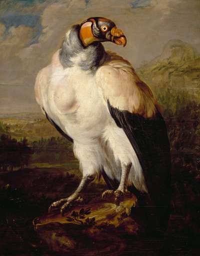 King Vulture, painting by Dutch unknown artist, Netherlands بواسطة المدرسة الهولندية