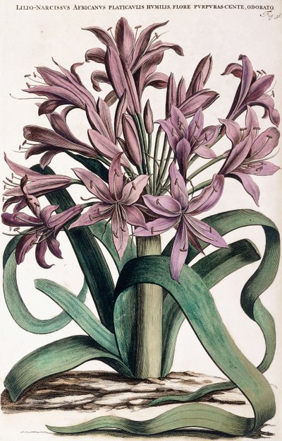 Lillio-Narcissus ، 1697-1701 بواسطة المدرسة الهولندية
