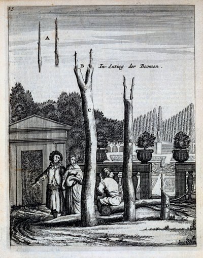 تم نشر أشجار الليمون والبرتقال ، من De Nederlandze Hesperides بواسطة جان كوملين ، 1676 بواسطة المدرسة الهولندية