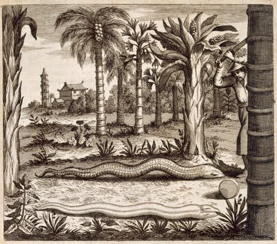 ثعبان الحجر ، من الصين رسمه أثناسيوس كيرشر (1601-80) 1667 بواسطة المدرسة الهولندية