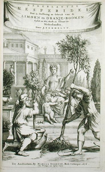 صفحة العنوان من "De Nederlandze Hesperides" بقلم جان كوملين ، نُشرت عام 1676 (نقش) بواسطة المدرسة الهولندية