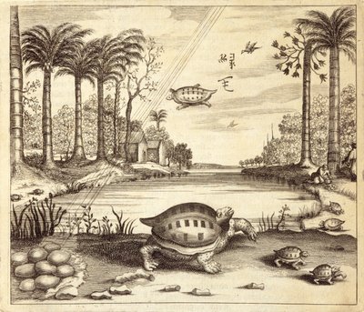 تفقيس بيض السلاحف ، من الصين رسمه أثناسيوس كيرشر (1601-80) 1667 بواسطة المدرسة الهولندية