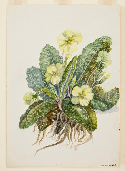 Primula vulgaris Huds Primrose ، c1920s. بواسطة إي أف كرولي