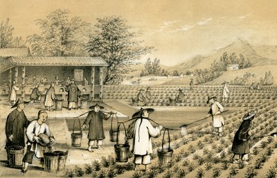 ثقافة وتحضير الشاي ، الصين ، 1847. بواسطة إي جيلكس