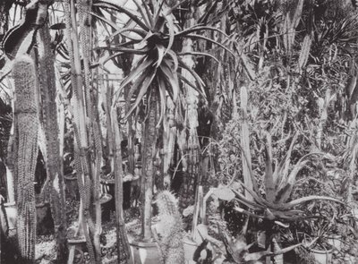 حدائق كيو، حوالي عام 1900 (صورة بالأبيض والأسود) بواسطة إي جيه واليس