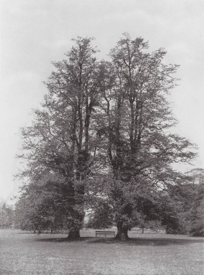 حدائق كيو، حوالي عام 1900 (صورة بالأبيض والأسود) بواسطة إي جيه واليس