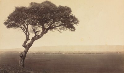 منظر طبيعي بدون عنوان بالقرب من واتسونفيل ، كاليفورنيا ، ج. 1879. بواسطة ايدويرد مويبريدج