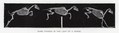 Eadweard Muybridge: بعض مراحل قفزة الحصان (صورة بالأبيض والأسود) بواسطة ايدويرد مويبريدج